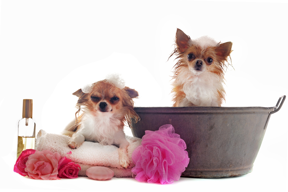 Pet Grooming in Denver, CO Pampered Paws Pet Spa and Boutique